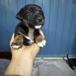Girl 1 - White and black female Russell Terrier puppy in Great Falls, Montana from VS Golden Fields