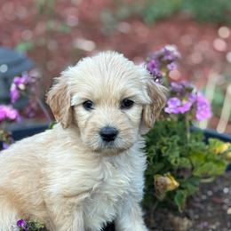 Pink Girl - Cream female Goldendoodle puppy in Colorado Springs, Colorado from Pikes Peak Doodles