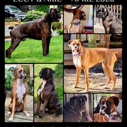 Boxer puppies from Vincent's Pride Boxers ~ Dudley's Dream Boxers
