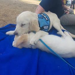 Golden Retriever Puppies from Danielle Kemper