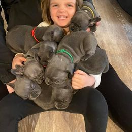 French Bulldog Puppies from Bleu Steele French Bulldogs