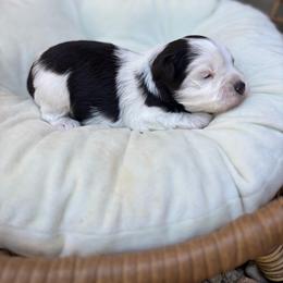 Alice - Parti female Miniature Schnauzer puppy in Calera, Alabama from Tuck’s Farmstead