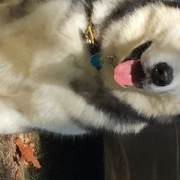 Alaskan Malamute All Grown Up from Tarnish Malamutes