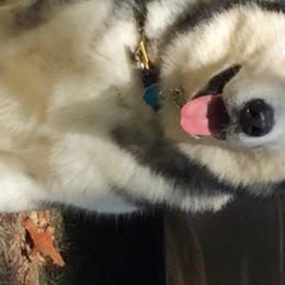 Alaskan Malamute All Grown Up from Tarnish Malamutes