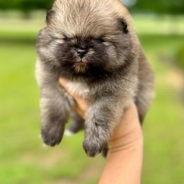 PETER - Cream sable male Pomeranian puppy in Willis, Texas from Treasured Jewels Pomeranians