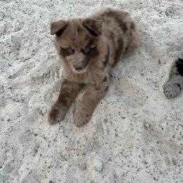 Rambo - Red merle male Australian Shepherd puppy in Whitwell, Tennessee from Owl Hollow Farm