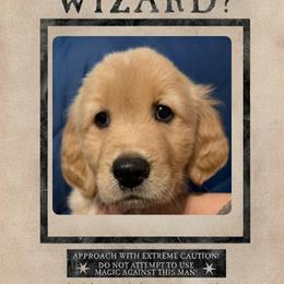 Bellatrix - Light golden female Golden Retriever puppy in Orange City, Florida from Sidekick Retrievers