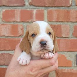 Sevier - Red and white male Basset Hound puppy in Bellaire, Ohio from Blessed Bassets
