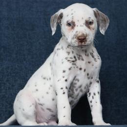 Boy 2 - male Dalmatian puppy in Cottage Grove, Oregon from Hidden Hills Dalmatians
