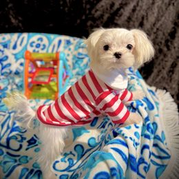 West - White male Maltese puppy in Upland, California from Prime Paradise Kennel