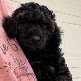 Dean - Sable male Poodle puppy in Bedford, Texas from S.H.A.R.P.’s Toy Poodles
