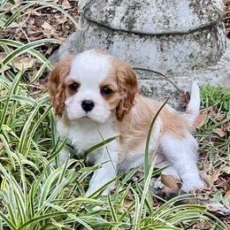 Emma - Blenheim female Cavalier King Charles Spaniel puppy in Diberville, Mississippi from Sophie’s AKC Cavaliers