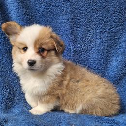 Christine - Red female Pembroke Welsh Corgi puppy in Castle Rock, Washington from Heckman Corgis