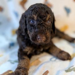 Male 1 - Phantom male Poodle puppy in Liberty, Texas from Poodles and Doodles Most Excellent Adventures