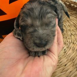 Clara - Merle female Goldendoodle puppy in Lexington, North Carolina from Southern Grace Acres