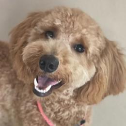 Goldendoodles from Teddy Bear Doodles