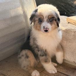 Harper - Blue merle male Miniature American Shepherd puppy in Ballico, California from SierraVu Minis