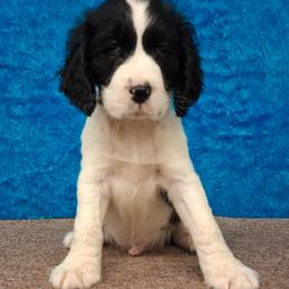 Xavier - Black and white male English Springer Spaniel puppy in North Carolina from Ebenezer Valley ESS