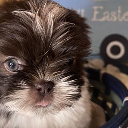 Linus - Liver and white Shih Tzu puppy in Upland, California from Sassy AKC Shih Tzus