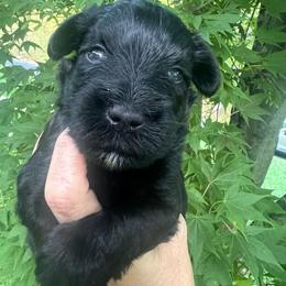 Ringo - Black male Miniature Schnauzer puppy in Grayson, Kentucky from Seventh Heaven Schnauzers