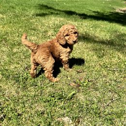 Bernedoodle and Labradoodle Puppies from Zehr’s Labradoodles & Bernedoodles