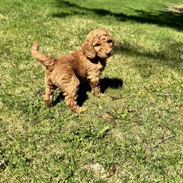 Bernedoodle and Labradoodle Puppies from Zehr’s Labradoodles & Bernedoodles