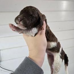 Bunny - female Newfypoo puppy in Mckenzie, Tennessee from Small Town Doodles & Poodles