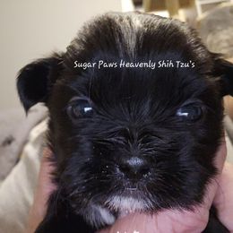 Fifth born - Black and white male Shih Tzu puppy in Havelock, North Carolina from Sugar Paws Heavenly Shih Tzu’s and Yorkshire Terriers