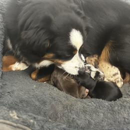 Miniature Australian Shepherd puppies from Alexander Canines