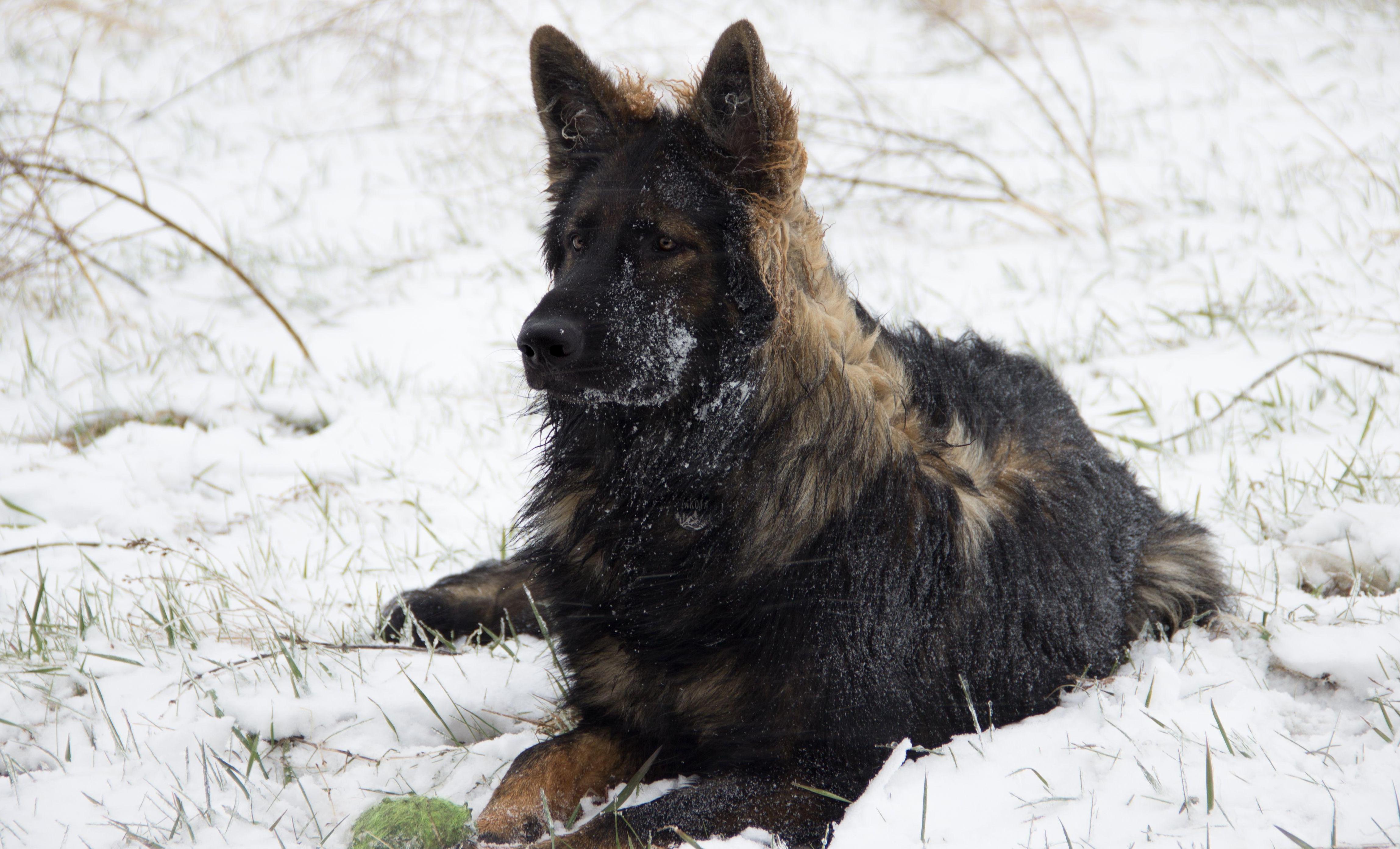 Long coat German Shepherd lays in the snow