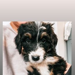 Sheepadoodle Puppies from Kings Doodles