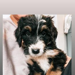Sheepadoodle Puppies from Kings Doodles