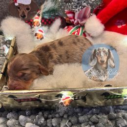 Helen - Dapple female Dachshund puppy in Adamsville, Tennessee from Shiloh Ridge Dachshunds