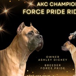 Riddik - Cane Corso