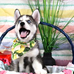 Bonsai - Agouti and white Siberian Husky puppy in Rushford, New York from B&H Husky Farm
