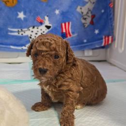 Girl 1 - Apricot female Poodle puppy in Sonora, Kentucky from Little Land of Puppies