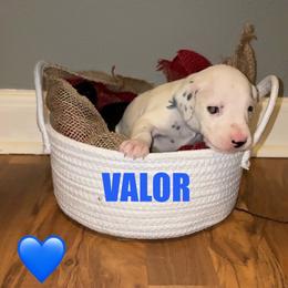 Valor - White and black male Dalmatian puppy in Des Moines, Iowa from Spot Splattered Dalmatians
