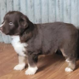 JAMES - Red tri-color male Miniature American Shepherd puppy in Goldendale, Washington from Amulet Charm