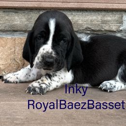 Inky - Black and white male Basset Hound puppy in Sidney, Nebraska from Royal Baez Basset