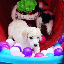 Poodle Puppies from Crystal Creek Standard Poodles