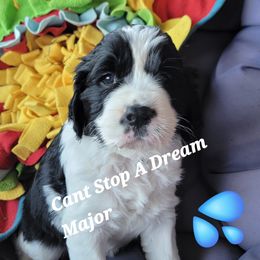 Major - Black and white male English Springer Spaniel puppy in Talbott, Tennessee from Cant Stop A Dream Springers