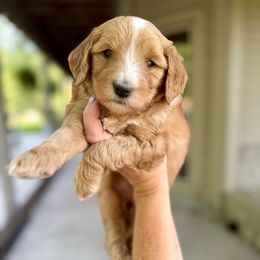 Autumn Gold - Red female Bernedoodle puppy in Midland, Michigan from Northern Charm Farm