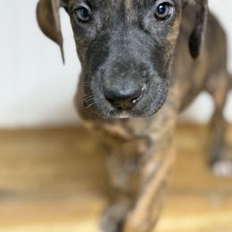 Abel - Brindle male Great Dane puppy in Hutchinson, Kansas from Dappled Danes
