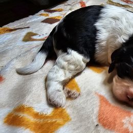 Cavalier King Charles Spaniel Puppies from Critter's Cottage Cavaliers