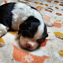 Cavalier King Charles Spaniel Puppies from Critter's Cottage Cavaliers