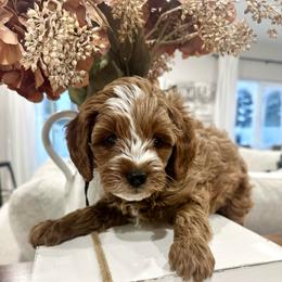 Black - Red male Cavapoo puppy in Ephrata, Washington from Gingers Cavapoo’s