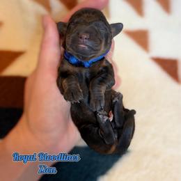 Zion - Wild boar male Dachshund puppy in Columbia, Missouri from Royal Bloodline Canines