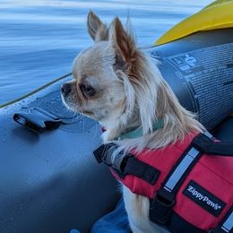 Chihuahuas from Chihuahua Long Coats