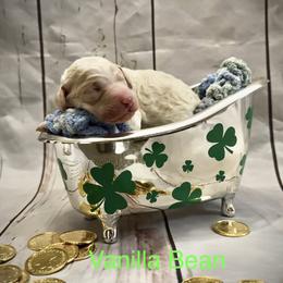 Vanilla Bean - Parti male Poodle puppy in Sharps Chapel, Tennessee from McKenzie's Puppies