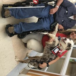 Australian Shepherds from Mississippi Therapy Animals